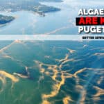 Algae Blooms Killing Puget Sound full